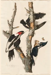 Pájaro Carpintero de Pico de Marfil, 1829